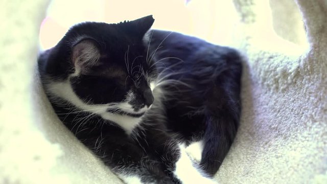 Cute little cat sleeping laying on tube in sunshine 4k