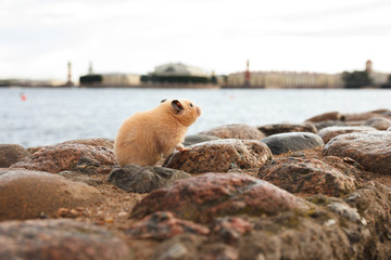 Hamster on the embankment of Zayachy island, view from the Peter and Paul Fortress