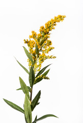 Canada Goldenrod - Solidago canadensis