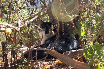 cat cat in the hiding place