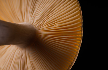 Close-Up of Russula Mushroom Gills
