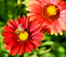 flowers with bees collecting pollen