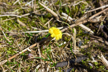 Coltsfoot on a blurred background