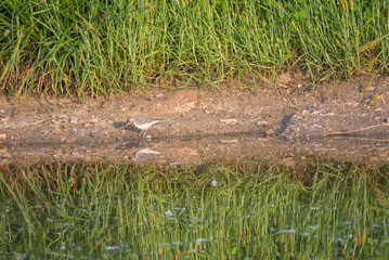 Obraz premium Female White Wagtail Motacilla alba standing on shore of water pond with green grass reeds, with water reflection. Prague, Piskovna, Czech Republic