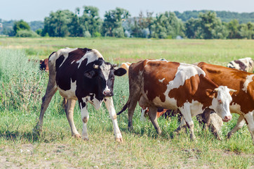 Dirty cows graze in a field on green grass