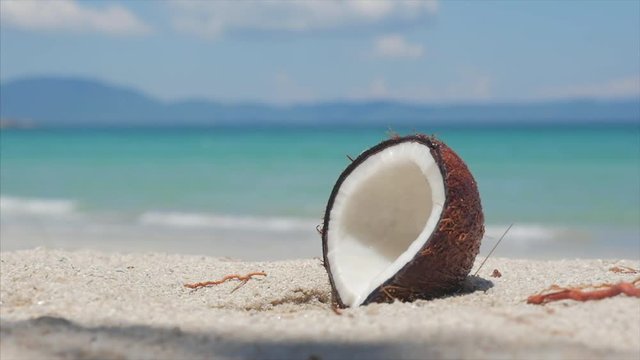 On a Tropical Beach Close-Up Falls From a Palm Tree Coconut, Under the Hot Summer Sun, it is Divided Into Two Parts Along the Tropical Exotic Coast.
