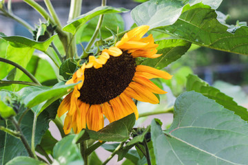 sunflower in the garden