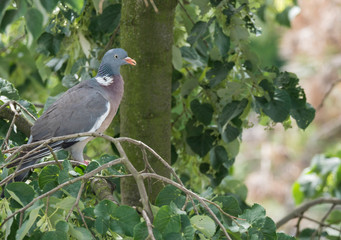 Close up common Wood pigeon Columba palumbus perched on linden tree branch between green leaves