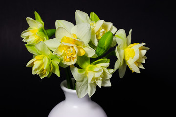 fresh spring daffodils in a white vase on a dark background