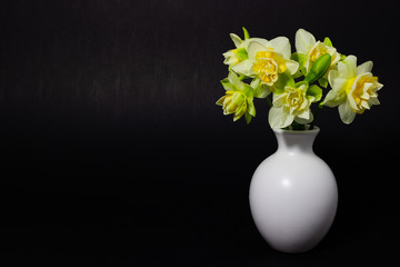 fresh spring daffodils in a white vase on a dark background