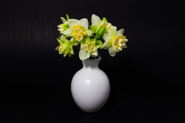 fresh spring daffodils in a white vase on a dark background