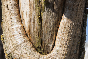 Shallow hollow in the trunk of a pine