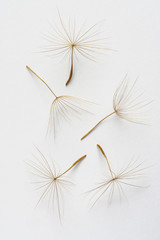 Dandelion Seeds on a White Background