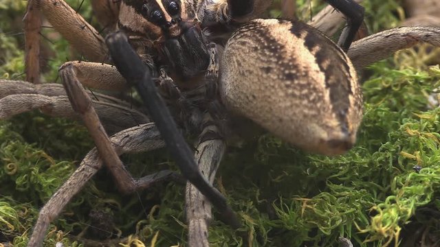 Wolfspiders mating 1221 4