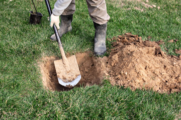 Gardener is using shovel to planting young fruit tree with roots to multiply minor plants in his...