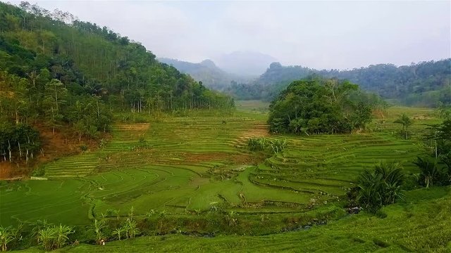 Stock video  Aerial view field Richfield java island indonesia agricultural