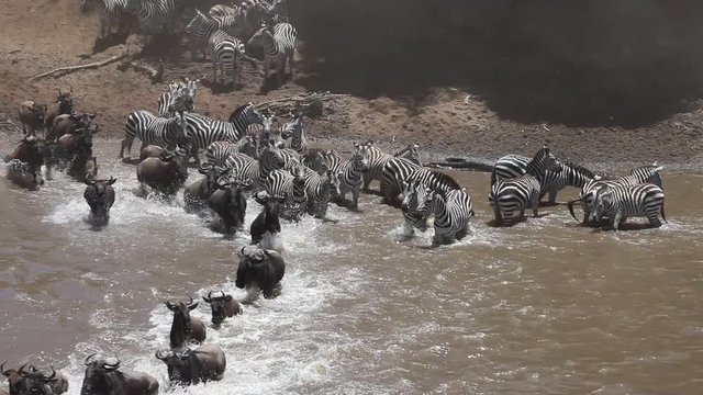 The Great Migration River Crossing at its Best! Tens of thousands of wildebeest and zebras crossing the Mara River. 