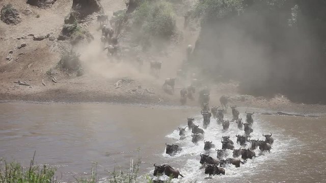 The Great Migration River Crossing at its Best! Tens of thousands of wildebeest and zebras crossing the Mara River. 