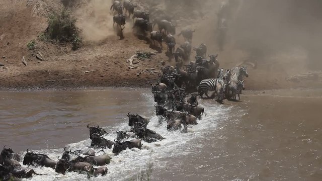 The Great Migration River Crossing at its Best! Tens of thousands of wildebeest and zebras crossing the Mara River. 