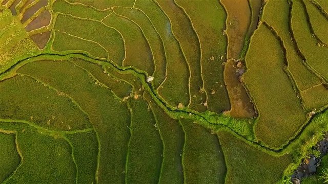 Stock video  Aerial view field Richfield java island indonesia agricultural