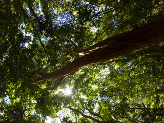 Trees from below