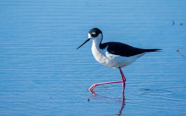 Black-winged Stilt