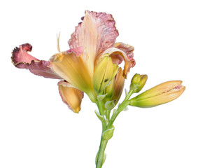 Daylily (Hemerocallis) pink flower with buds close-up isolated on white background