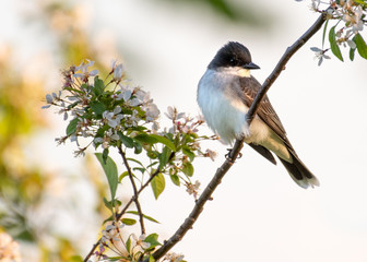 Eastern Kingbird