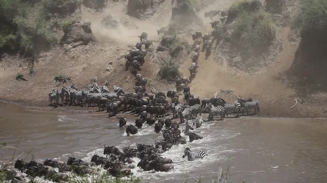 The Great Migration River Crossing at its Best! Tens of thousands of wildebeest and zebras crossing the Mara River. 