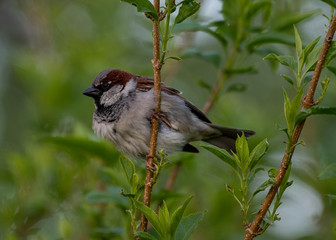 House Sparrow