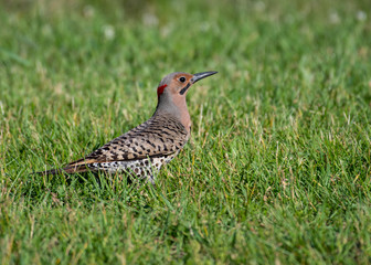 Northern Flicker