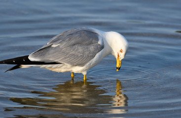 Ring-billed Gull