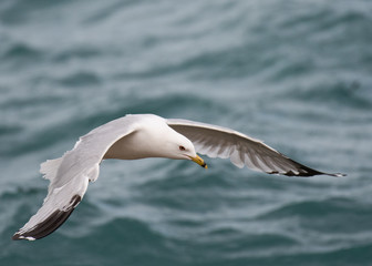 Ring-billed Gull