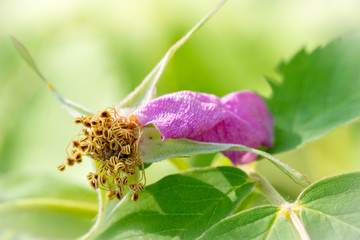 a macro picture of wild yellow purple flower with green leaf in background, perfect background picture