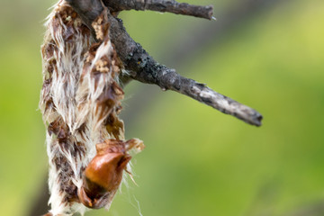 a macro picture of brown insect 