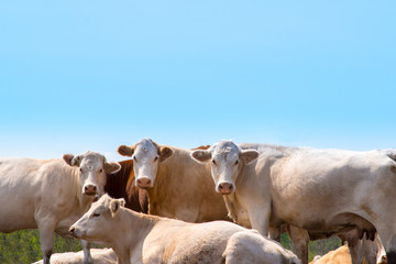 Naklejka na ściany i meble a group of brown white cows posing under a blue sky for a picture looks calm confident and fearless