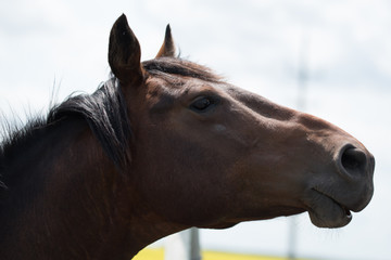 a young brown/black horse very friendly animal close up pictures, perfect for magazine cover page