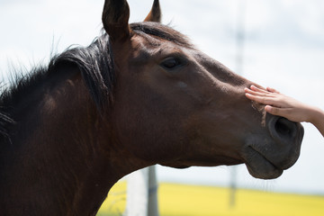 a young brown/black horse very friendly animal close up pictures, perfect for magazine cover page
