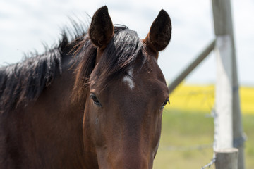 a young brown/black horse very friendly animal close up pictures, perfect for magazine cover page