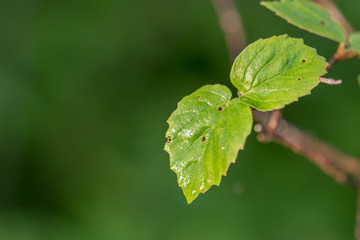 a crisp clear green leaf picture makes a perfect environment-friendly theme picture 