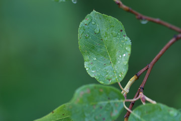 a crisp clear green leaf picture makes a perfect environment-friendly theme picture 