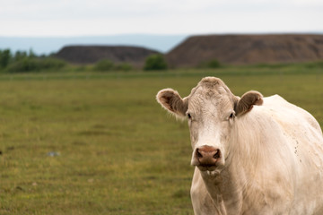 White brown cow standing in a green field perfect picture for dairy farm advertisement