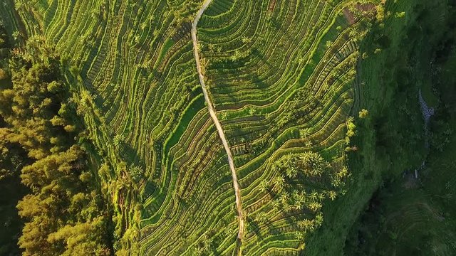 Stock video  Aerial view field Richfield java island indonesia agricultural