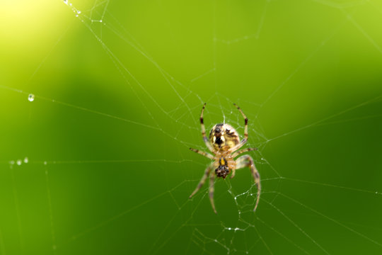 a perfect spider web picture, captured after heavy rain, finally spider resting at her home-spiderweb 