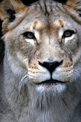 Fototapeta premium Closeup of face of female lion staring at camera.
