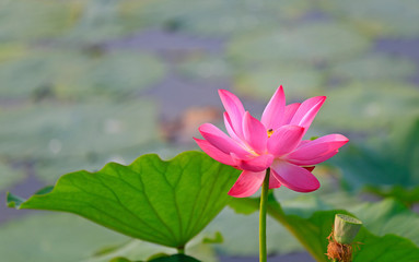 Blooming lotus, in the pond