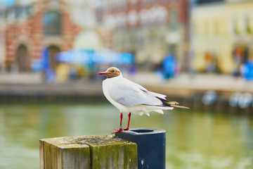 Sea gull in harbour of Helsinki
