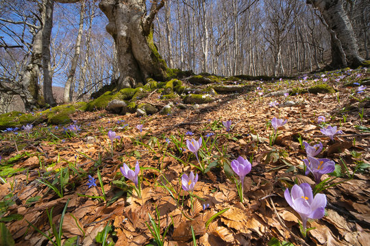 Italy, Umbria, Monte Catria, Crocus in early spring in Apennines