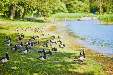 Large flock of Canada geese