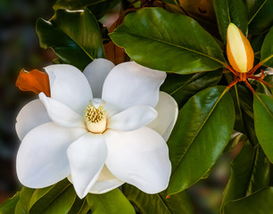 magnolia flowers in a tree closeup vibrant colors and blurred background